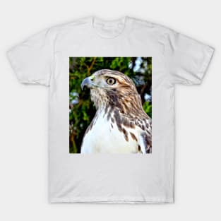 Red Tailed Hawk T-Shirt